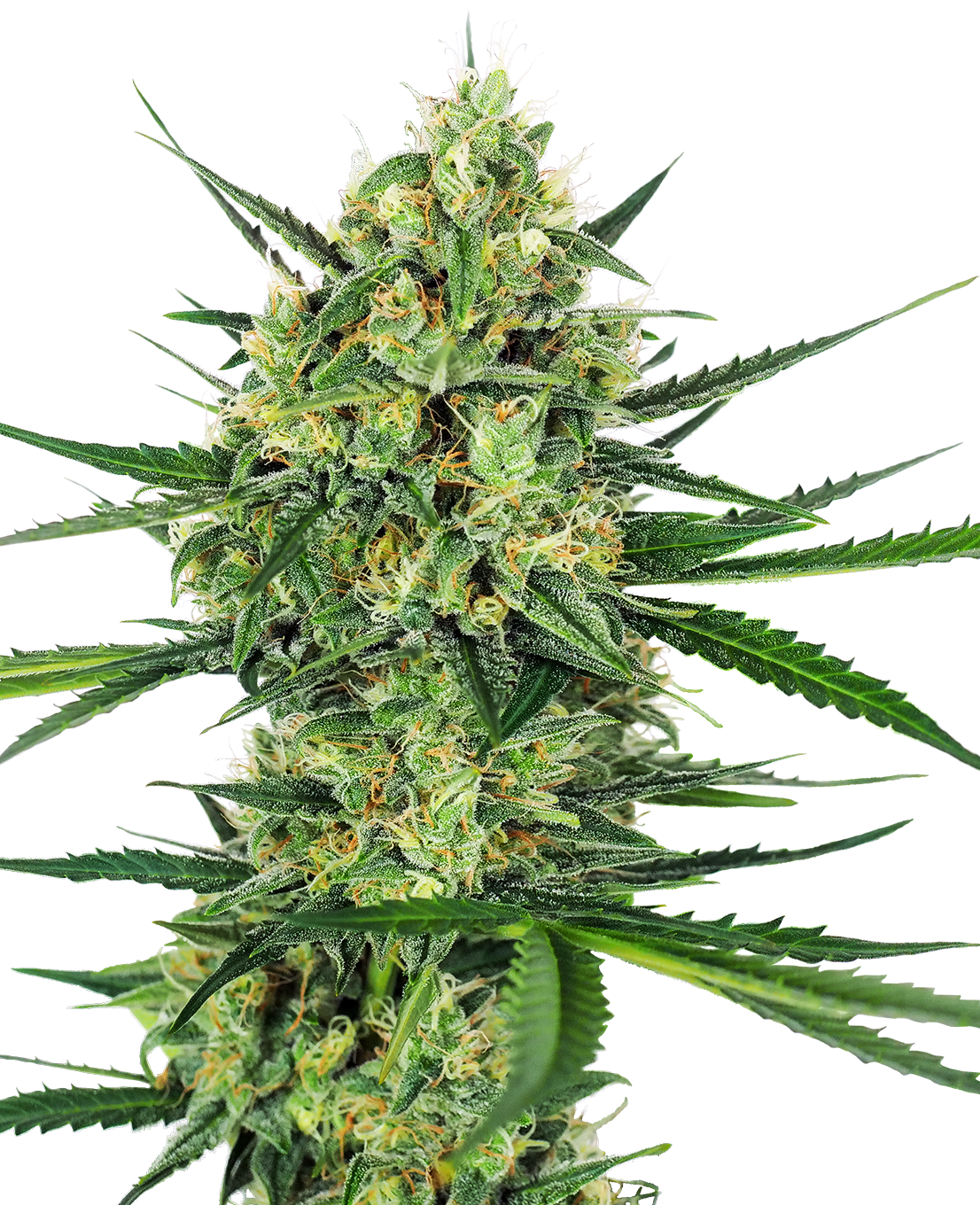 Tangerine Sugar Feminized